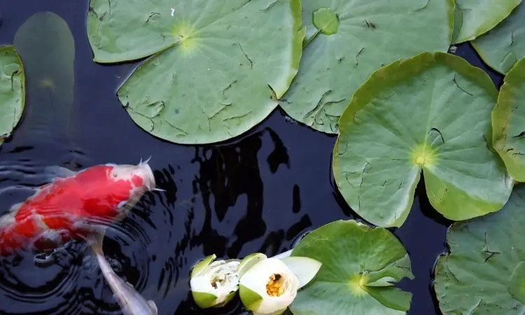 Koi Fish