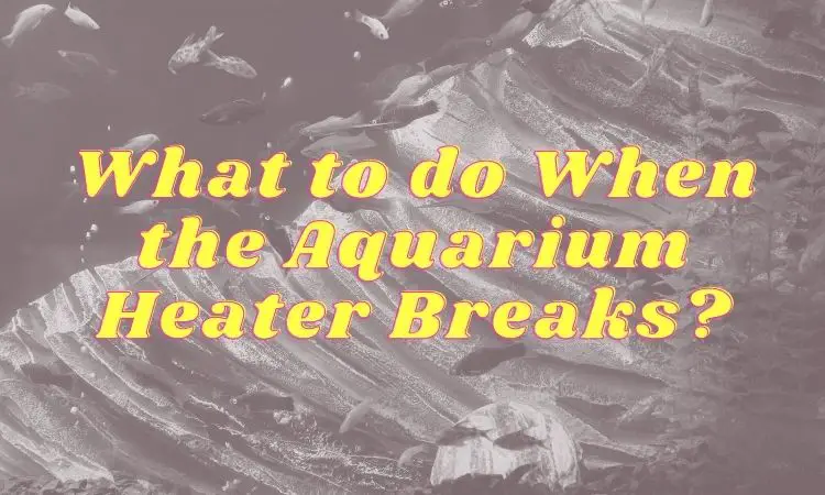 What to do When the Aquarium Heater Breaks?
