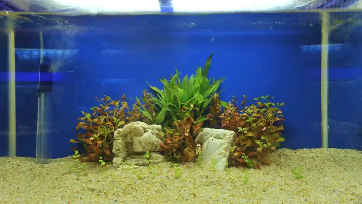 How to Get Rid of Sand Dust in an Aquarium