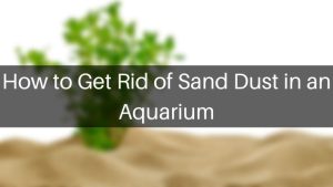 How to Get Rid of Sand Dust in an Aquarium