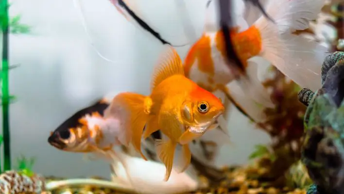 Dancer fish in aquarium