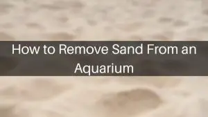 How to Remove Sand From an Aquarium