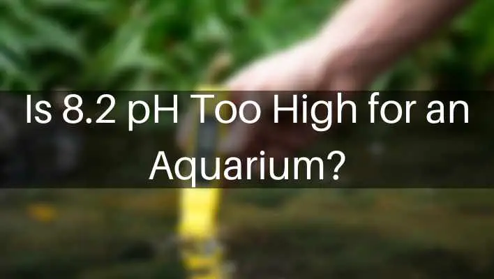 Is 8.2 pH Too High for an Aquarium?