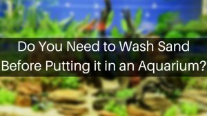 Do You Need to Wash Sand Before Putting it in an Aquarium?
