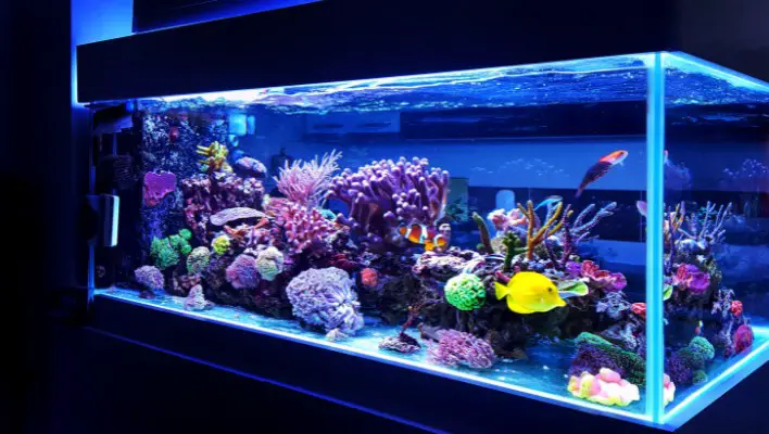bare bottom coral reef tank