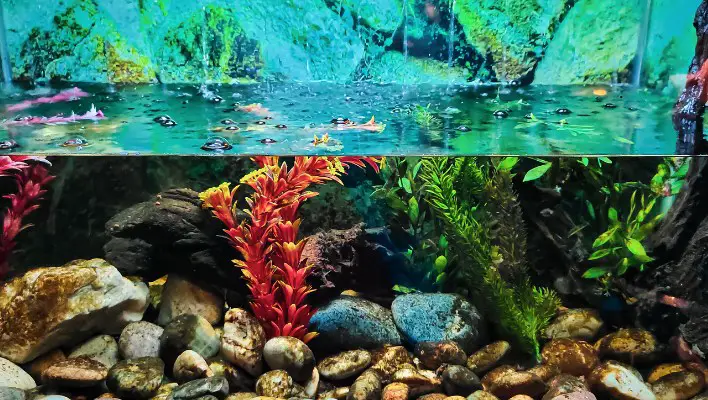 How to Fill an Aquarium Without Disturbing the Substrate