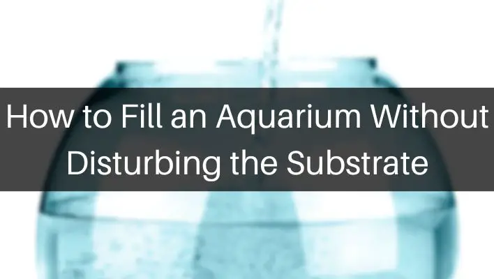 How to Fill an Aquarium Without Disturbing the Substrate