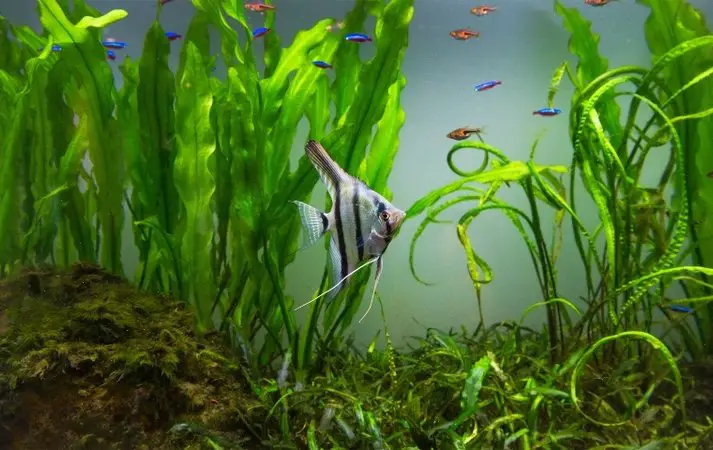 Planted Tank