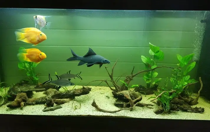 Planted fish tank