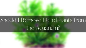 Should I Remove Dead Plants from the Aquarium?