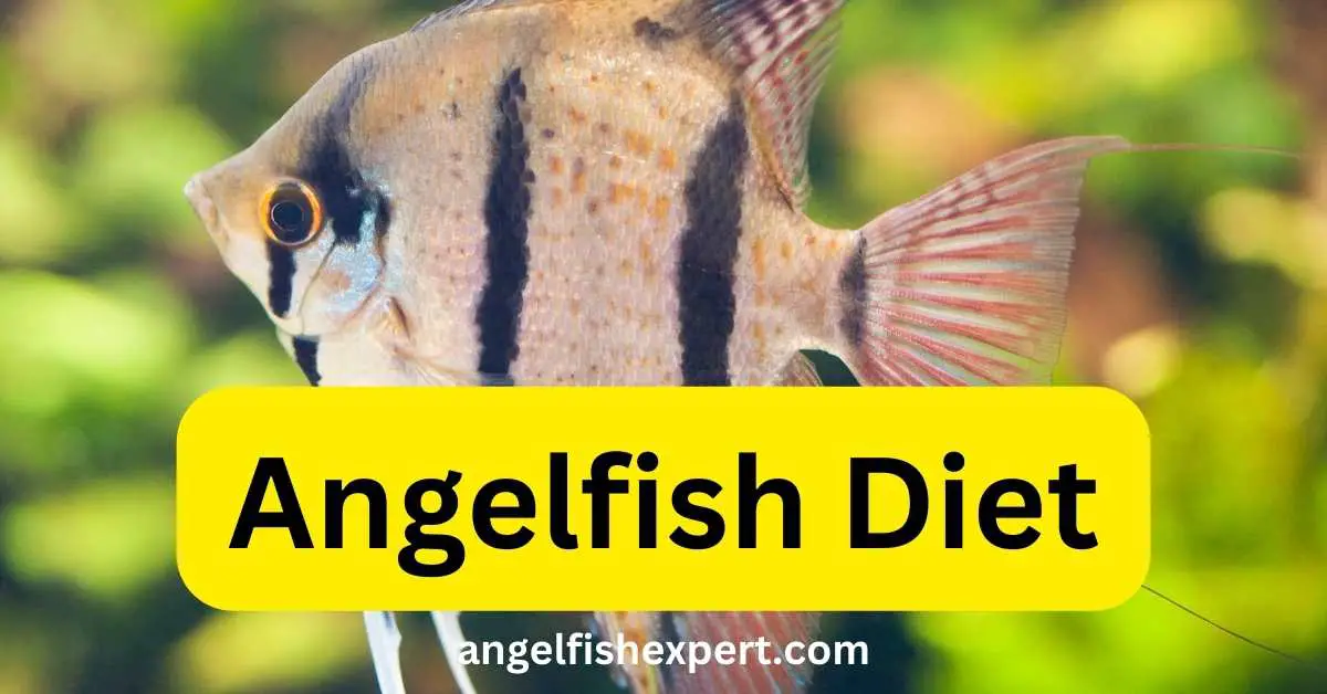 Angelfish Food - What you need to know