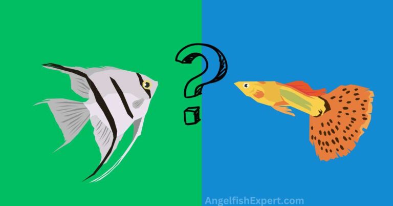 Can Angelfish Live with Guppy fish