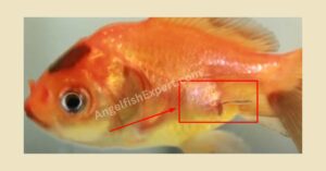 How do you identify Angelfish Anchor worms