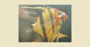 How do you identify Angelfish Hexamita