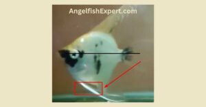 How do you identify angelfish fin rot