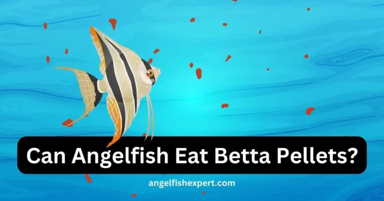 can angelfish eat betta Pellets