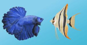 comparison between betta fish vs angelfish