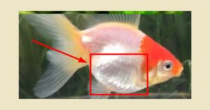 how to know angelfish dropsy disease