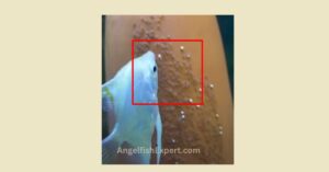 parents takes care of eggs