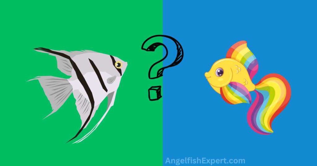 Angelfish And Rainbow Fish: Can They be Kept Together? - Aquarium Hack