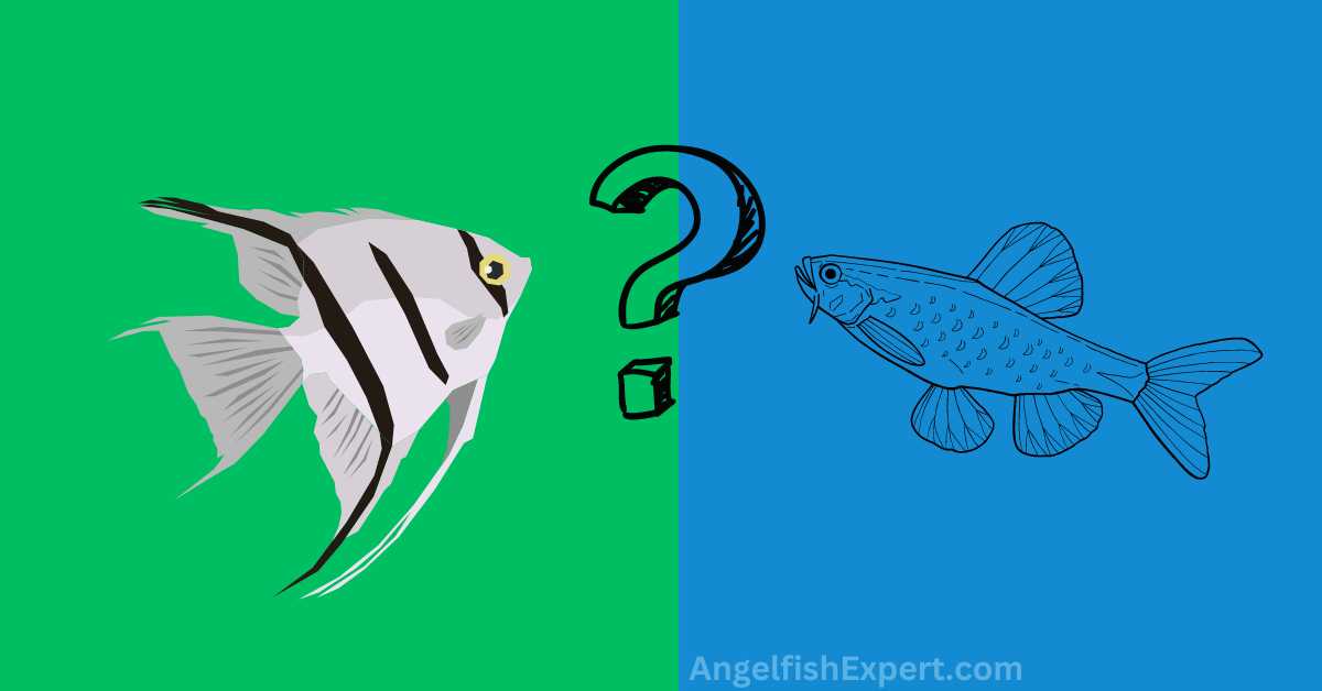 Angelfish and Cherry Barbs