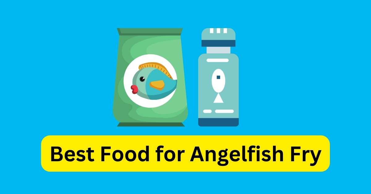 Best Food for Angelfish Fry How to Feed Angelfish Babies?