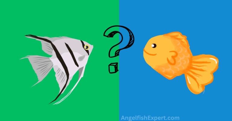 Can Angelfish live with Goldfish.
