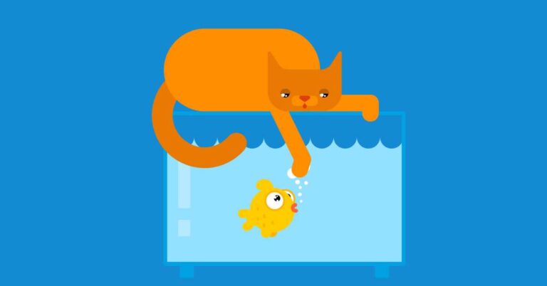 Do Angelfish Need Hiding Spots