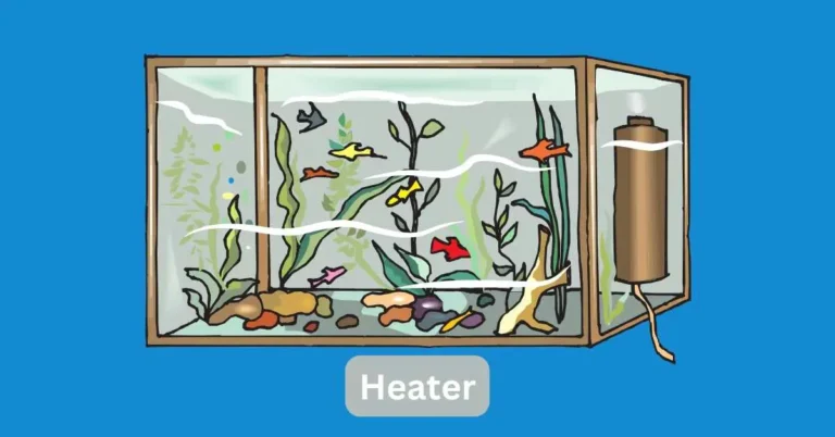 Do Angelfish Need a Heater