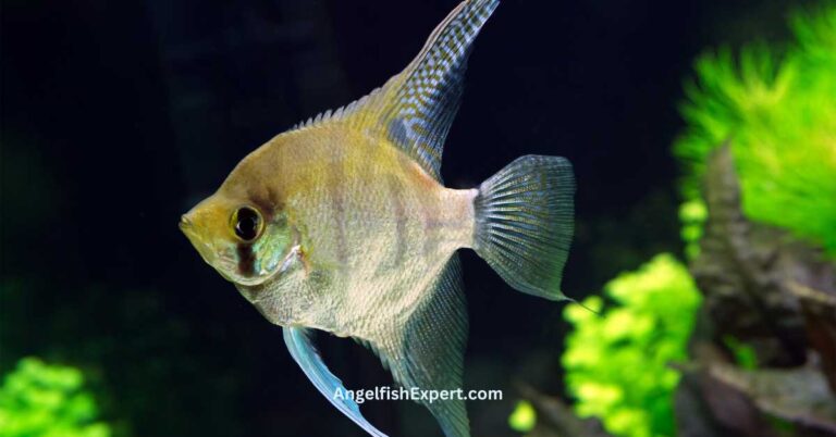 How Fast Do Angelfish Grow?