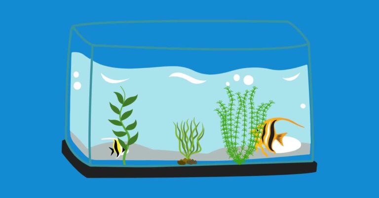 New Angelfish Stays In Corner