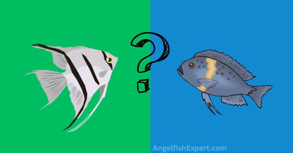 Can Angelfish And African Cichlids Live Together? - Aquarium Hack