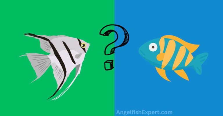 can angelfish live with Malawi cichlids