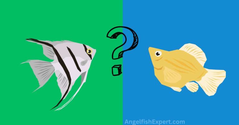 can angelfish live with mollies