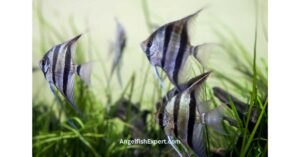 full grown angelfish size comparison