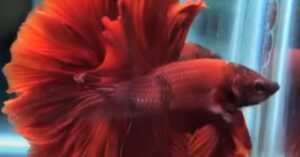 Betta fish