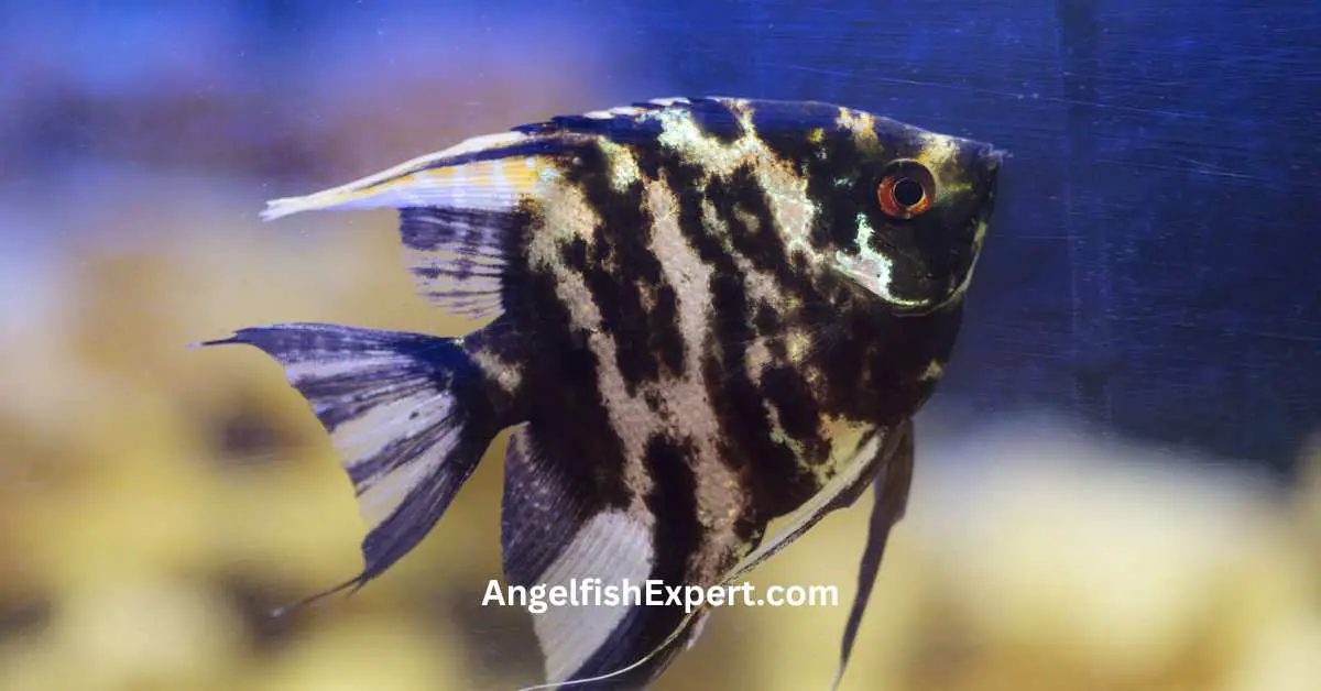 Black Lace Angelfish Sale Size Male Or Female Care Guide