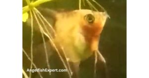 Blushing Angelfish