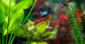 Cherry Barbs