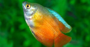 Dwarf Gourami