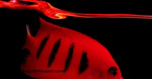 Flame Angelfish.