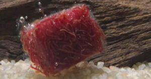 Frozen foods for fish