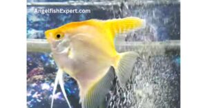 Gold Angelfish...