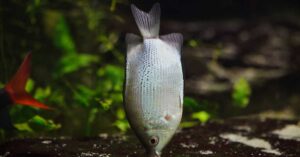 Gouramis