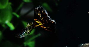 Guppy fish