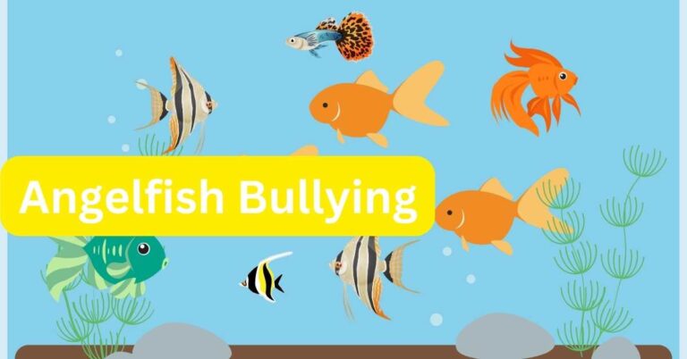 How to Stop Angelfish Bullying