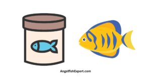 Queen Angelfish food