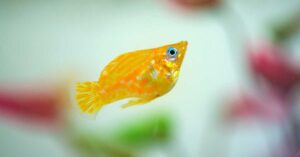 molly fish
