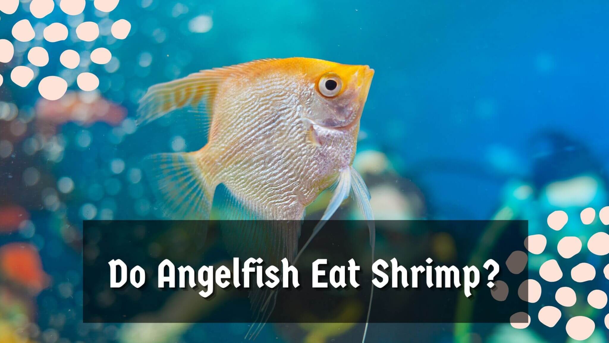 Do Angelfish Eat Shrimp? Aquarium Hack