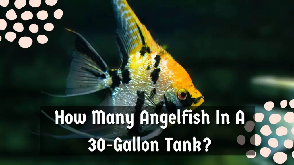 How Many Angelfish In A 30 Gallon Tank Aquarium Hack